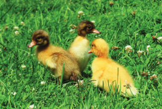 True Facts About Ducks